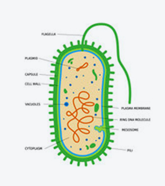 원핵세포(세균) PROKARYOTIC CELL 이미지