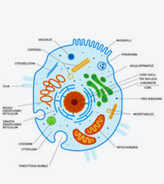 진핵세포(진균) EUKARYOTIC CELL 이미지